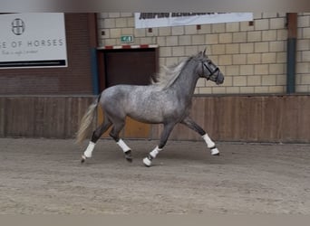 PRE Mix, Castrone, 3 Anni, 162 cm, Grigio pezzato