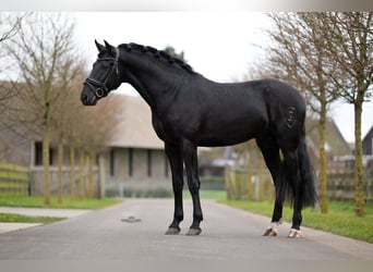 PRE Mix, Castrone, 3 Anni, 162 cm, Morello