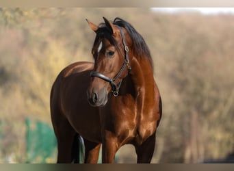 PRE Mix, Castrone, 3 Anni, 163 cm, Baio