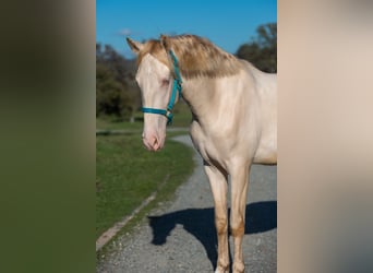 PRE Mix, Castrone, 3 Anni, 163 cm, Cremello