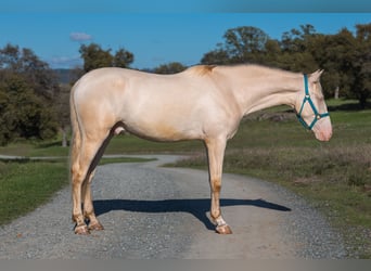 PRE Mix, Castrone, 3 Anni, 163 cm, Cremello