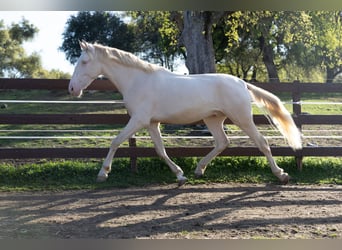 PRE Mix, Castrone, 3 Anni, 163 cm, Cremello