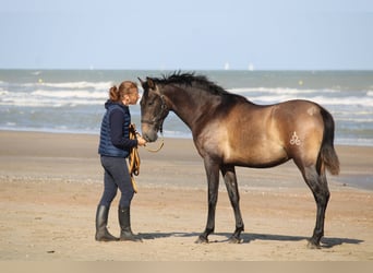 PRE, Castrone, 3 Anni, 163 cm, Grigio