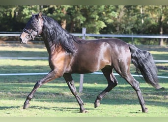 PRE Mix, Castrone, 3 Anni, 163 cm, Morello