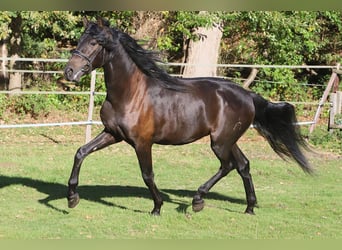 PRE Mix, Castrone, 3 Anni, 163 cm, Morello