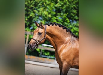 PRE, Castrone, 3 Anni, 163 cm, Pelle di daino
