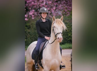 PRE Mix, Castrone, 3 Anni, 164 cm, Cremello