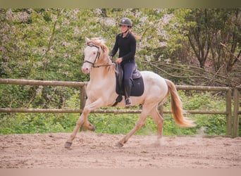 PRE Mix, Castrone, 3 Anni, 164 cm, Cremello