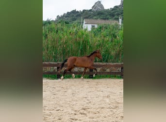 PRE, Castrone, 3 Anni, 165 cm, Baio