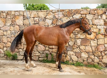 PRE, Castrone, 3 Anni, 165 cm, Baio