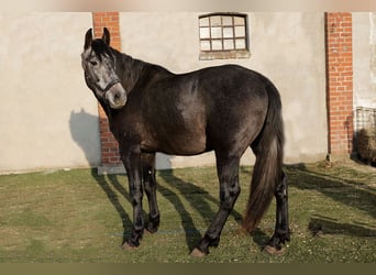 PRE, Castrone, 3 Anni, 166 cm, Grigio ferro