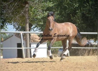 PRE, Castrone, 4 Anni, 149 cm, Falbo baio