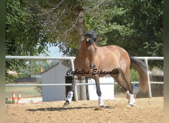 PRE, Castrone, 4 Anni, 149 cm, Falbo baio