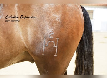 PRE, Castrone, 4 Anni, 149 cm, Falbo baio