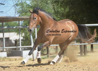 PRE, Castrone, 4 Anni, 149 cm, Falbo baio