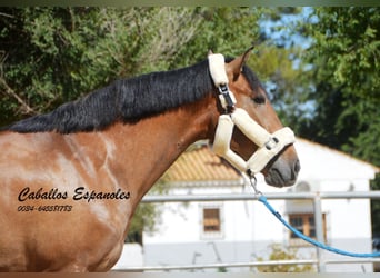 PRE, Castrone, 4 Anni, 149 cm, Falbo baio