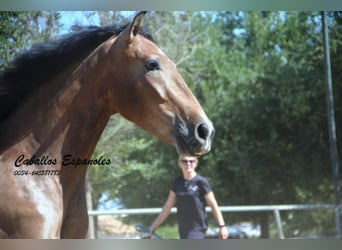 PRE, Castrone, 4 Anni, 149 cm, Falbo baio