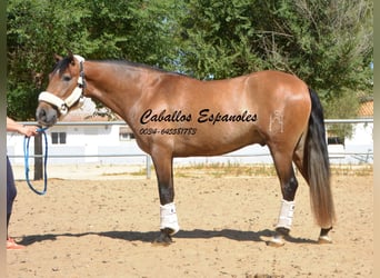 PRE, Castrone, 4 Anni, 149 cm, Falbo baio