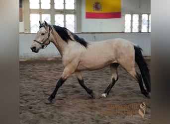 PRE, Castrone, 4 Anni, 151 cm, Falbo