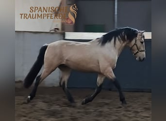 PRE, Castrone, 4 Anni, 151 cm, Falbo