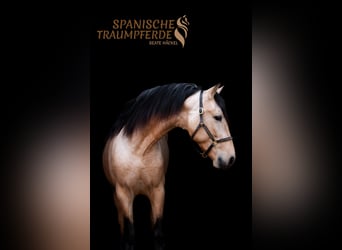 PRE, Castrone, 4 Anni, 151 cm, Falbo