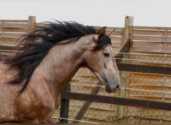 PRE, Castrone, 4 Anni, 152 cm, Grigio