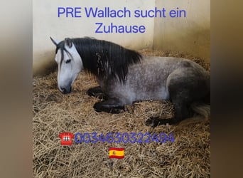 PRE Mix, Castrone, 4 Anni, 152 cm, Grigio pezzato