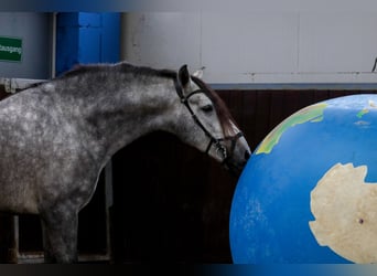 PRE Mix, Castrone, 4 Anni, 153 cm, Grigio