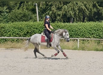 PRE, Castrone, 4 Anni, 155 cm, Grigio