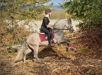 PRE Mix, Castrone, 4 Anni, 155 cm, Grigio