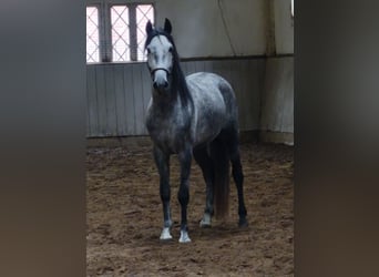 PRE, Castrone, 4 Anni, 155 cm, Grigio