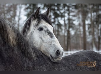 PRE, Castrone, 4 Anni, 155 cm, Grigio