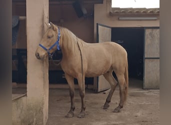 PRE, Castrone, 4 Anni, 155 cm, Pearl