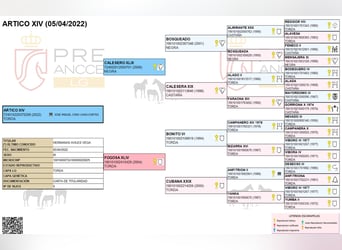 PRE Mix, Castrone, 4 Anni, 156 cm, Grigio