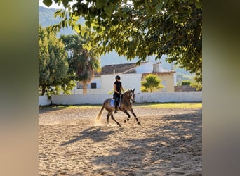 PRE Mix, Castrone, 4 Anni, 156 cm, Grigio pezzato