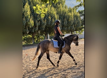 PRE Mix, Castrone, 4 Anni, 156 cm, Grigio pezzato
