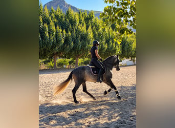 PRE Mix, Castrone, 4 Anni, 156 cm, Grigio pezzato