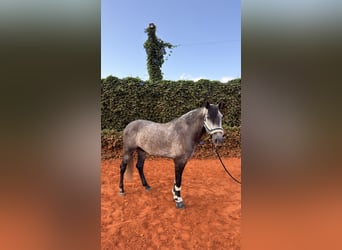 PRE Mix, Castrone, 4 Anni, 156 cm, Grigio pezzato