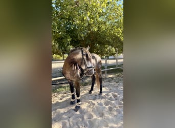 PRE Mix, Castrone, 4 Anni, 156 cm, Grigio pezzato