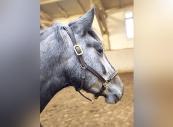 PRE Mix, Castrone, 4 Anni, 157 cm, Grigio