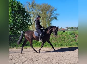 PRE Mix, Castrone, 4 Anni, 157 cm, Morello