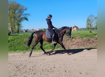 PRE Mix, Castrone, 4 Anni, 157 cm, Morello