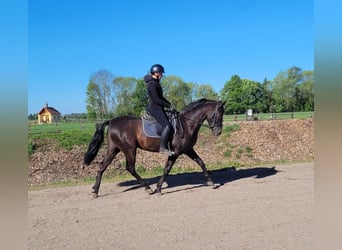 PRE Mix, Castrone, 4 Anni, 157 cm, Morello