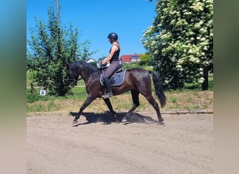 PRE Mix, Castrone, 4 Anni, 157 cm, Morello