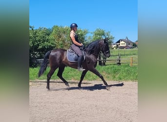 PRE Mix, Castrone, 4 Anni, 157 cm, Morello