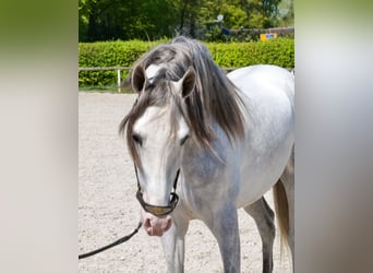 PRE Mix, Castrone, 4 Anni, 158 cm