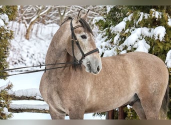 PRE Mix, Castrone, 4 Anni, 158 cm