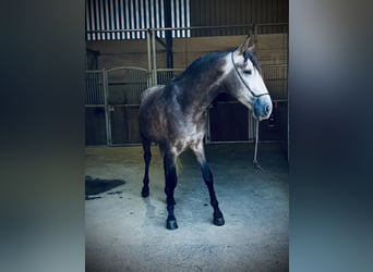 PRE Mix, Castrone, 4 Anni, 158 cm, Falbo baio