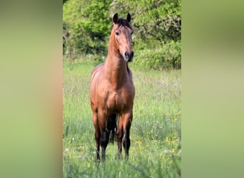 PRE Mix, Castrone, 4 Anni, 158 cm, Falbo