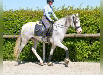 PRE Mix, Castrone, 4 Anni, 158 cm, Grigio
